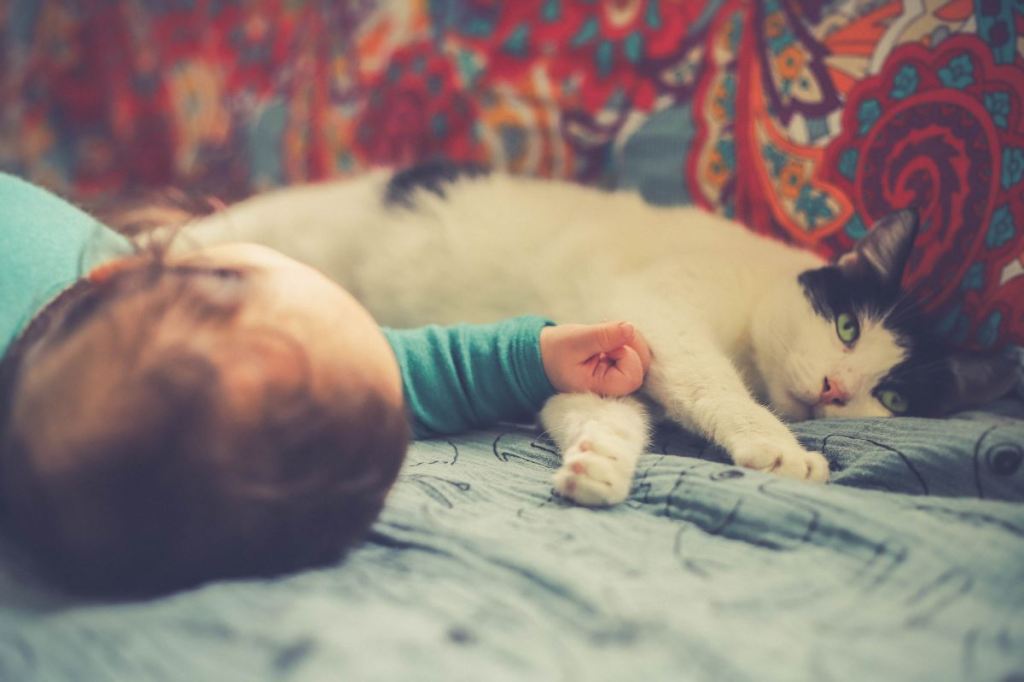 Raising Cats and Dogs in a Home with a Baby: An In-Depth Examination and Comprehensive&nbsp;Guide